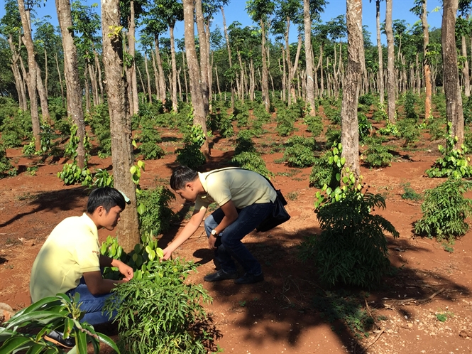 Canh bạc đinh lăng Tây Nguyên lại lên cơn sốt