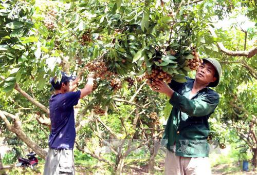 Nhãn muộn Khoái Châu mùa quả ngọt