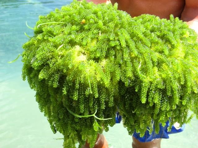 C&oacute; gi&aacute; đắt đỏ, rong nho vẫn được nhiều người ti&ecirc;u d&ugrave;ng săn đ&oacute;n. Ảnh: Gia Bảo 