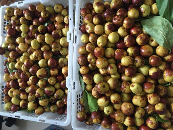 "Sốt" táo Trung Quốc chữa đau đầu (?)