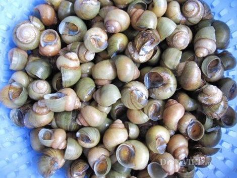 Ốc gạo Phú Đa- đặc sản một thời trên dòng Cổ Chiên đang dần biến mất.