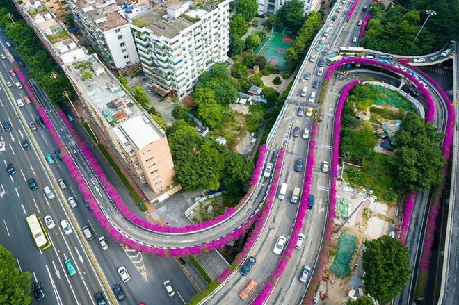Hoa giấy nhuộm t&iacute;m đường cao tốc ở Trung Quốc