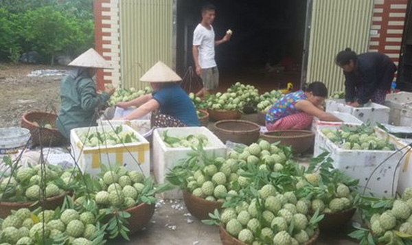 Lãi lớn nhờ 'bắt' mãng cầu ra quả
