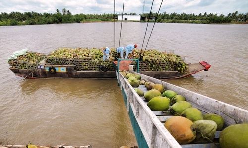 Gi&aacute; dừa Bến Tre tăng cao kỷ lục