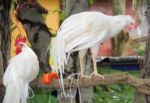 G&agrave; Onagadori đạt độ d&agrave;i đu&ocirc;i tối đa l&ecirc;n đến 7m.