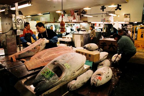 Thăm chợ cá ngừ Tsukiji lớn nhất thế giới