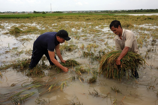 
N&ocirc;ng d&acirc;n ở một số địa phương v&ugrave;ng hạ lưu phải tranh thủ gặt l&uacute;a khi lũ đang tr&agrave;n về, mong vớt v&aacute;t ch&uacute;t đỉnh
