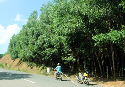 Những năm gần đ&acirc;y, ở Quảng Nam ph&aacute;t triển nghề trồng c&acirc;y keo tr&agrave;m. Rừng keo tr&agrave;m l&agrave; nơi kiến t&igrave;m đến đ&oacute;ng tổ tr&ecirc;n ngọn c&acirc;y, nhiều người d&acirc;n địa phương đ&atilde; kiếm th&ecirc;m bằng nghề lấy trứng kiến.