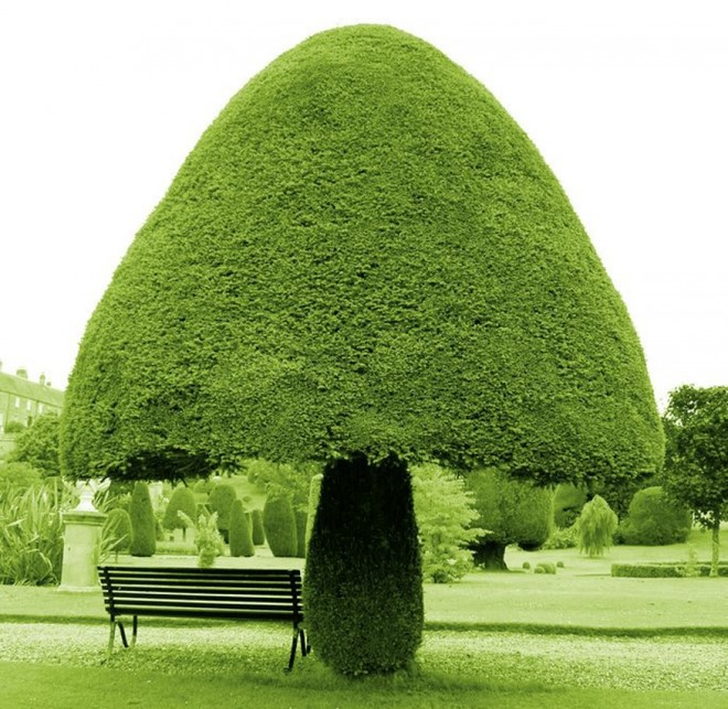 
Một c&acirc;y h&igrave;nh nấm tại Scotland. Ảnh: 1001 Gardens and Landscapes. 
