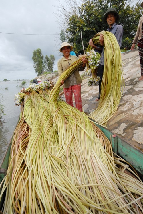 Bông súng dài trung bình từ 4 - 5m, có cây dài gần 7m. Năm nào mùa lũ kéo dài thì bông súng càng được mùa, bởi nước càng cao thì bông súng mọc càng dài. Ảnh: GD&ĐT