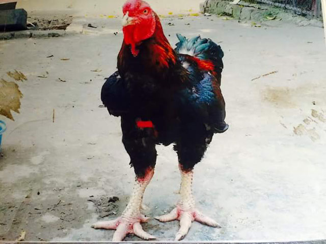 Gà Hồ 6,4 kg 20 triệu đồng không bán