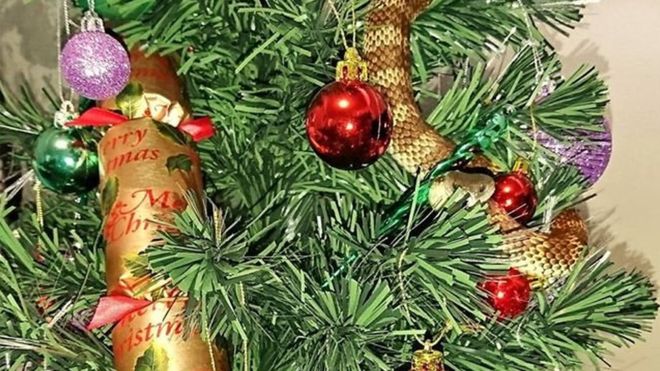 Trang trí cây Giáng sinh, tá hỏa phát hiện rắn cực độc