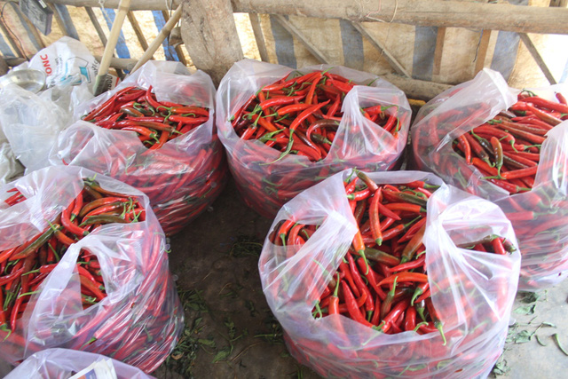 1 kg ớt tươi đắt hơn 1 kg thịt heo