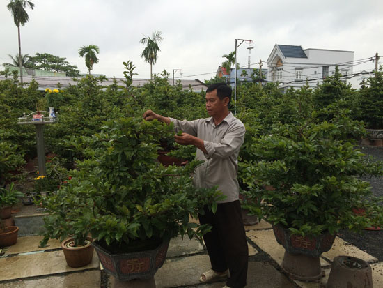 Nhiều nh&agrave; vườn trồng mai tại TP HCM lo lắng khi mai bung nụ nở sớm trước Tết.