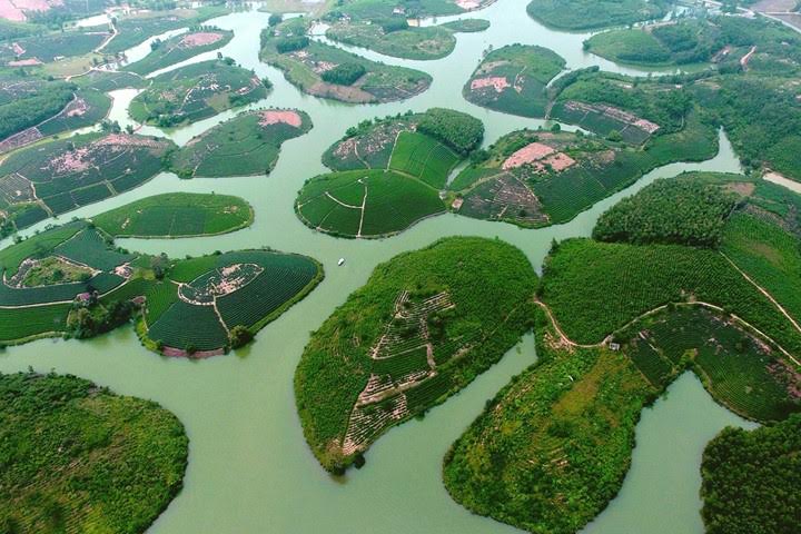 Thanh Chương l&agrave; một trong những huyện c&oacute; diện t&iacute;ch ch&egrave; lớn nhất Nghệ An. V&agrave; b&agrave;n tay của những người trồng ch&egrave; dường như đ&atilde; v&ocirc; t&igrave;nh tạo n&ecirc;n một cảnh sắc thi&ecirc;n nhi&ecirc;n l&agrave;m xi&ecirc;u l&ograve;ng kh&aacute;ch thập phương. Ảnh: S&aacute;ch Nguyễn