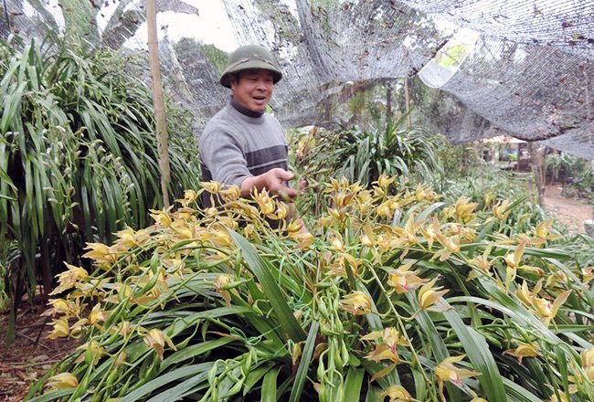 Địa lan Sa Pa gần trăm triệu vẫn có khách đặt