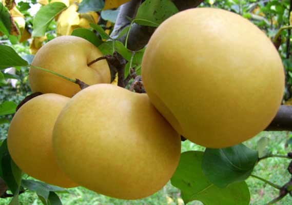Mua lê Hàn Quốc, bị lừa bằng quả Trung Quốc