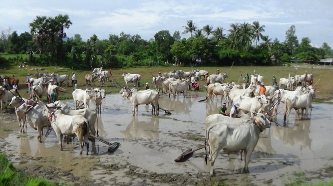 Dự kiến chiều nay lễ hội đua bò tại Chùa Rô sẽ kết thúc trao thưởng - Ảnh: BỬU ĐẤU