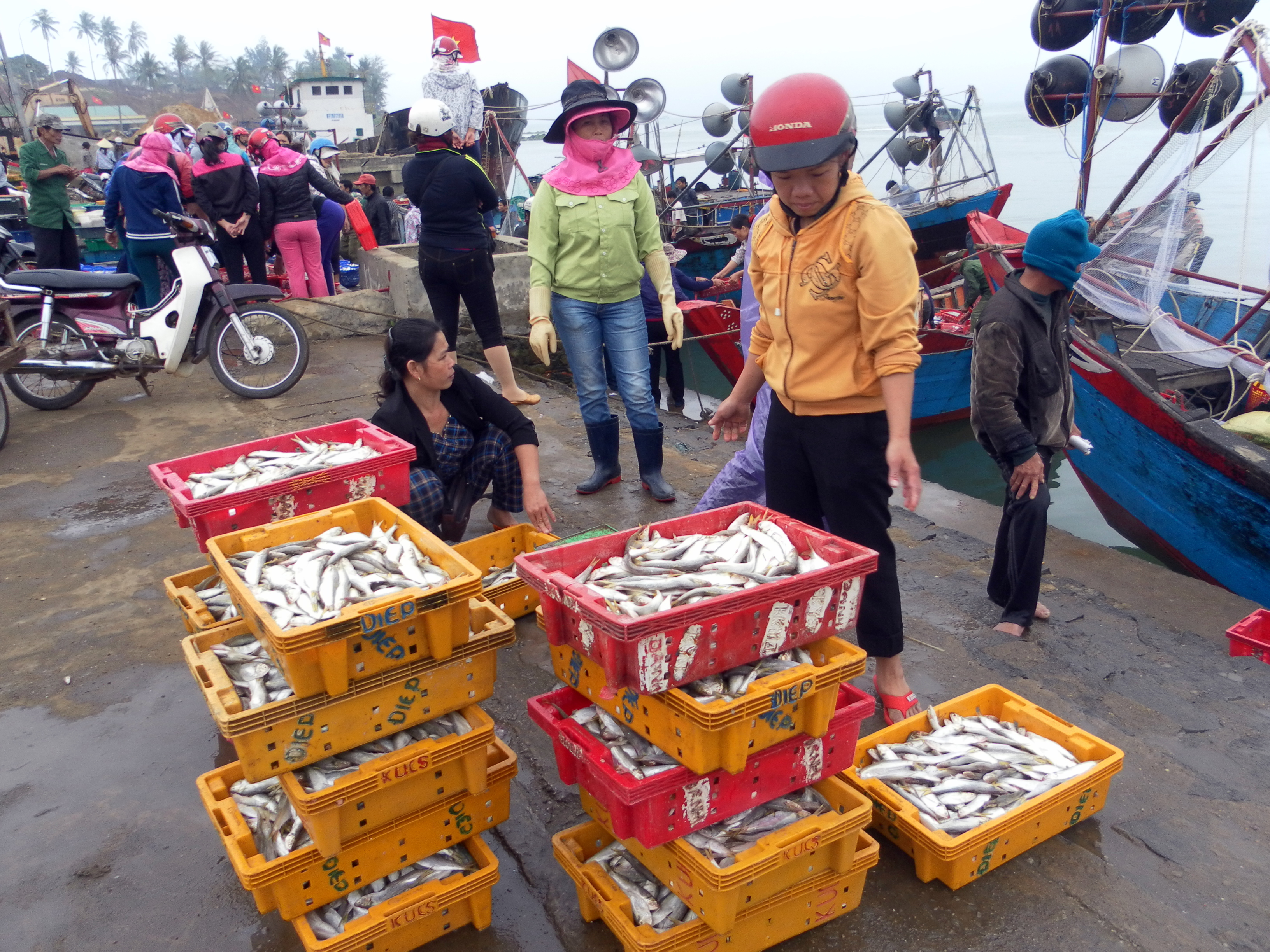
Nghề &ldquo;săn&rdquo; c&aacute; lẹp mang lại nguồn thu nhập kh&aacute; cho ngư d&acirc;n Cửa T&ugrave;ng
