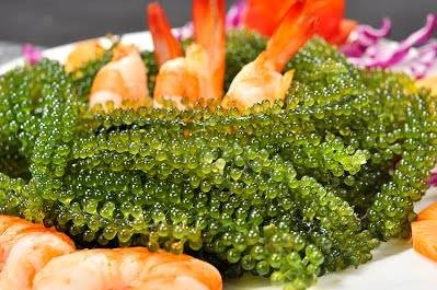 Rong nho biển được cho l&agrave; c&oacute; nhiều gi&aacute; trị dinh dưỡng, c&oacute; thể ăn k&egrave;m nhiều m&oacute;n. Ảnh:Gia Bảo