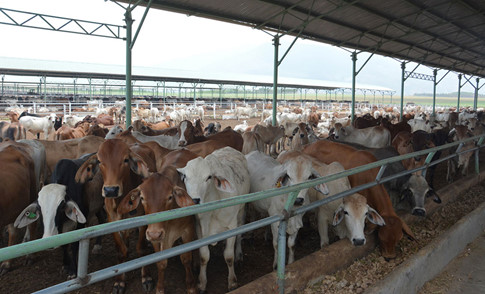 Cứu hay không cứu Hoàng Anh Gia Lai?