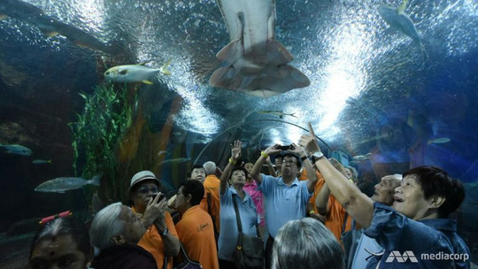 Underwater World hoạt động từ th&aacute;ng 5-1991 nhưng đ&oacute;ng cửa v&agrave;o cuối th&aacute;ng 6 do kh&ocirc;ng cạnh tranh được với c&aacute;c điểm tham quan hồ c&aacute; tương tự. Ảnh: MEDIA CORP