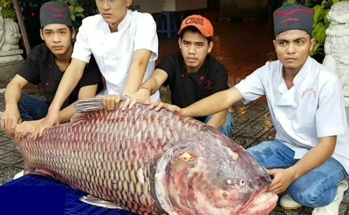 Cá 'khổng lồ' giá cao bao nhiêu cũng hết