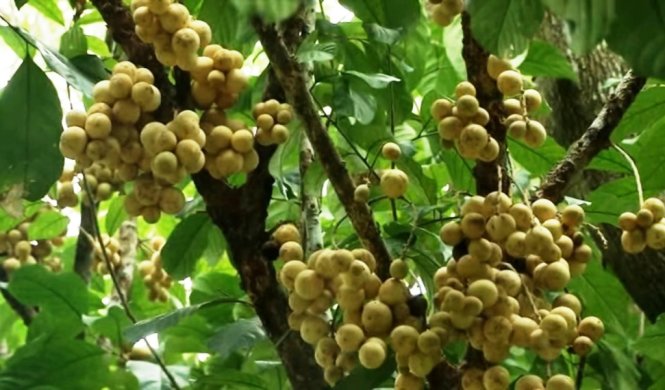 
V&agrave;o m&ugrave;a, b&ograve;n bon Ti&ecirc;n Phước trĩu quả tr&ecirc;n c&agrave;nh - Ảnh: Thanh Ly
