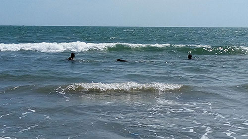 ​Hải cẩu xuất hiện ở vùng biển Bình Thuận