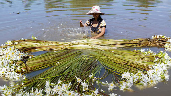 Đây là loài hoa mà mùa nắng cứ tự vùi hạt, thân củ, rễ xuống tầng đất sâu, chờ mưa xuống, nước lên thì lặng lẽ mọc, lặng lẽ khoe sắc khắp mọi nơi. Ảnh: Tuổi trẻ