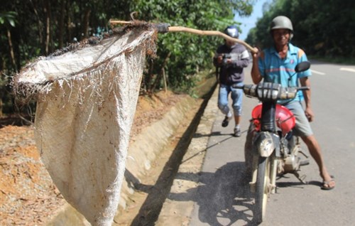 Săn hết khu rừng n&agrave;y, anh Linh mang đồ nghề di chuyển đến khu rừng kh&aacute;c. Việc săn trứng kiến chỉ l&agrave;m được v&agrave;o buổi s&aacute;ng, bởi đ&acirc;y l&agrave; khoảng thời gian kiến hiền, c&ograve;n trưa nắng, nhiệt độ cao kiến rất hung dữ, anh n&oacute;i.