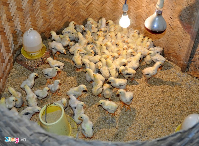 Trung b&igrave;nh mỗi năm trang trại cung ứng cho thị trường miền Trung - T&acirc;y Nguy&ecirc;n hơn 2.000 con giống v&agrave; h&agrave;ng tấn thịt thương phẩm g&agrave; đ&ocirc;ng tảo, vịt trời, c&ocirc;ng v&agrave; chim trĩ trừ chi ph&iacute; c&ograve;n thu l&atilde;i hơn 300 triệu đồng.
