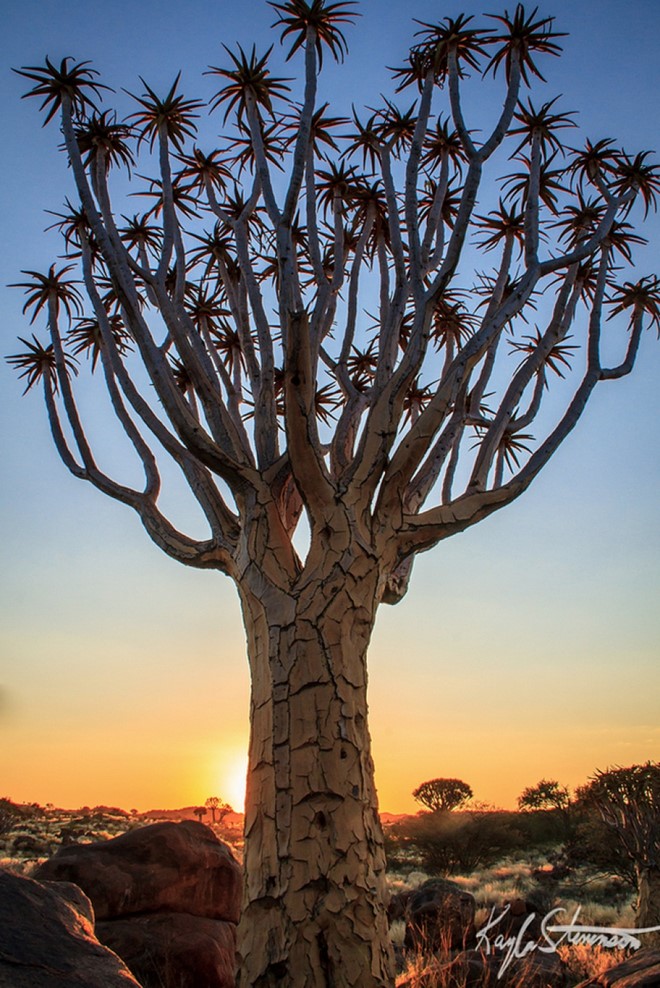 
Một c&acirc;y thuộc họ măng t&acirc;y tại Namibia. Ảnh: Kayla Stevenson.
