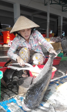 
C&aacute; bớp tươi ngon thế n&agrave;y chỉ c&oacute; gi&aacute; từ 120.000 - 160.000 đồng/kg
