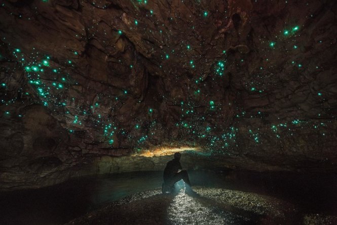 
Hang động đom đ&oacute;m Waitomo ở New Zealand - Ảnh: National Geographic
