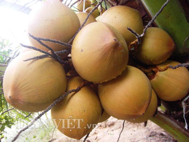 "Bí kíp" khác người của lão nông xứ dừa Cam Ranh