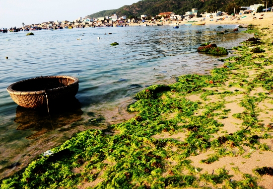 
Những xác r&ecirc;u đã già bị sóng đánh dạt vào bờ, d&acirc;̀n k&ecirc;́t thúc m&ocirc;̣t mùa r&ecirc;u bi&ecirc;̉n Nhơn Hải.
