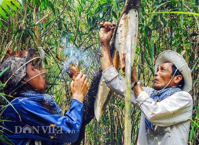 Thực hư thông tin 85% mật ong Cà Mau không nguyên chất