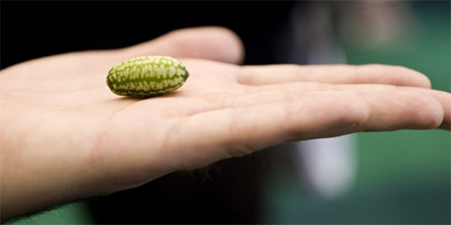 Chàng trai có "cậu bé" quá nhỏ, thảm kịch trong chuyện ấy