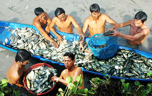 
Nghề nghe c&aacute; đồng thở để thầu đ&igrave;a gi&uacute;p nhiều gia đ&igrave;nh ở C&agrave; Mau tạo n&ecirc;n cơ nghiệp.
