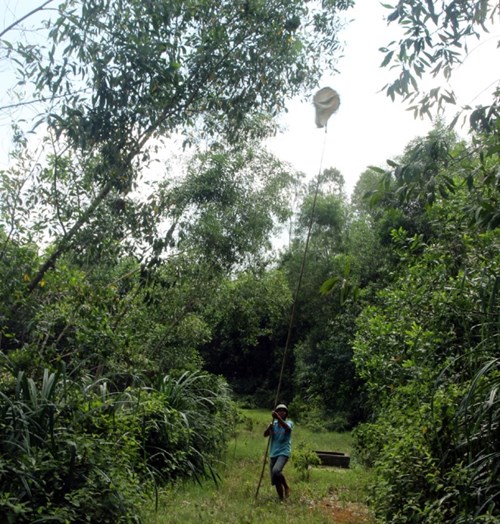 Để lấy được trứng kiến, người d&acirc;n d&ugrave;ng s&agrave;o tre d&agrave;i chừng 6 m, ph&iacute;a tr&ecirc;n v&oacute;t nhọn, gắn bao tải. Kiến b&ograve; rất nhanh n&ecirc;n phải l&agrave;m gọn g&agrave;ng. Nếu chậm chạp sẽ bị kiến đốt sưng khắp người, anh Linh - một thợ săn trứng kiến cho hay.
