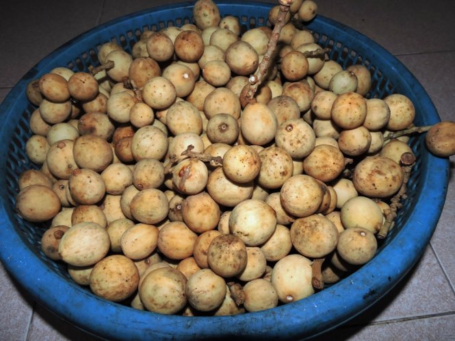 
B&ograve;n bon Ti&ecirc;n Phước kh&ocirc;ng những l&agrave; loại tr&aacute;i c&acirc;y bổ dưỡng m&agrave; c&ograve;n được chế biến th&agrave;nh m&oacute;n gỏi đặc sản nức tiếng gần xa - Ảnh: Thanh Ly
