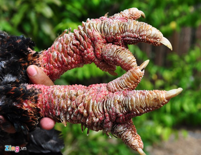 Thời gian đầu do chưa th&iacute;ch nghi thời tiết, một số con lăn ra chết khiến vợ chồng t&ocirc;i mất ăn mất ngủ. Kh&ocirc;ng chịu bỏ cuộc, t&ocirc;i tiếp tục t&igrave;m t&ograve;i, học hỏi kỹ thuật đầu tư th&ecirc;m 100 triệu đồng x&acirc;y dựng chuồng trại, l&agrave;m nh&agrave; lưới tạo b&oacute;ng m&aacute;t cho đ&agrave;n g&agrave;; đồng thời mua m&aacute;y về thử nghiệm ấp trứng, nh&acirc;n giống g&agrave; qu&yacute; n&agrave;y, ch&agrave;ng kỹ sư trẻ thổ lộ.