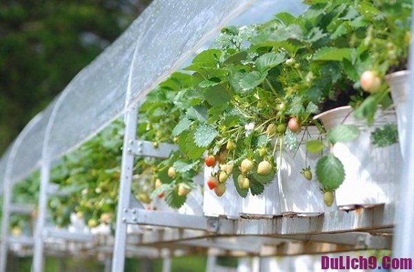 Vườn dâu Nhật Đà Lạt