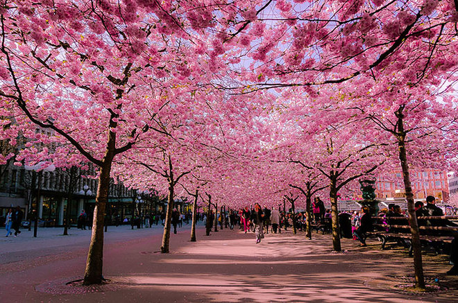 
 

Con đường t&iacute;m ngắt mộng mơ ở Grafton, Australia.

 


 

Những c&acirc;y hoa giấy trổ b&ocirc;ng trong một con hẻm nhỏ của thị trấn cảng Nafplio, Peloponnese, Hy Lạp.

 


 

Phượng t&iacute;m nở hoa rực rỡ dọc con đường tại Cullinan, Nam Phi.

 


 

Con hẻm t&igrave;nh tứ hoa l&aacute; ngập tr&agrave;n n&agrave;y rất nổi tiếng ở Spello, Italy, xuất hiện trong nhiều cuốn tạp ch&iacute;.

 


 

Con đường phủ k&iacute;n c&acirc;y xanh như rừng n&agrave;y nằm ở th&agrave;nh phố Porto Alegre, thủ phủ bang Rio Grande do Sul, Brazil.

 


 

M&ugrave;a thu về tr&ecirc;n một con phố của thủ đ&ocirc; Washington, Mỹ khi những t&aacute;n c&acirc;y ngả v&agrave;ng, rụng đầy đường.

 


 

Những th&acirc;n c&acirc;y kỳ lạ tr&ecirc;n một con đường ở Jerez, T&acirc;y Ban Nha.

 


 

Hoa gạo m&ugrave;a xu&acirc;n b&ecirc;n một con đường của Đ&agrave;i Loan.

 







