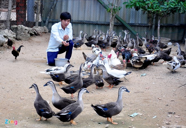 Nhờ ấp nở g&agrave; Đ&ocirc;ng Tảo th&agrave;nh c&ocirc;ng, ch&agrave;ng trai 8X c&oacute; thu nhập cao từ b&aacute;n g&agrave; thương phẩm v&agrave; g&agrave; giống. T&iacute;ch g&oacute;p vốn, anh tiếp tục mở rộng quy m&ocirc; chuồng nu&ocirc;i chim trĩ, c&ocirc;ng v&agrave; vịt trời, ph&aacute;t triển th&agrave;nh trang trại chăn nu&ocirc;i tổng hợp.
