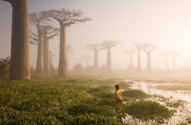 
C&acirc;y bao b&aacute;p tại Madagascar, một quốc đảo Ấn Độ Dương. Ảnh: Marsel Van Oosten.
