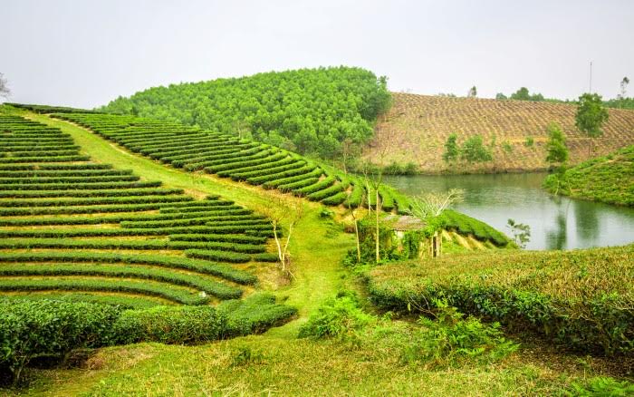 Ng&ocirc;i nh&agrave; nhỏ xinh ẩn m&igrave;nh tr&ecirc;n đồi ch&egrave;. Tĩnh lặng (Ảnh: Son Viet).
