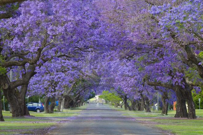 
 

Con đường t&iacute;m ngắt mộng mơ ở Grafton, Australia.

 


 

Những c&acirc;y hoa giấy trổ b&ocirc;ng trong một con hẻm nhỏ của thị trấn cảng Nafplio, Peloponnese, Hy Lạp.

 


 

Phượng t&iacute;m nở hoa rực rỡ dọc con đường tại Cullinan, Nam Phi.

 


 

Con hẻm t&igrave;nh tứ hoa l&aacute; ngập tr&agrave;n n&agrave;y rất nổi tiếng ở Spello, Italy, xuất hiện trong nhiều cuốn tạp ch&iacute;.

 


 

Con đường phủ k&iacute;n c&acirc;y xanh như rừng n&agrave;y nằm ở th&agrave;nh phố Porto Alegre, thủ phủ bang Rio Grande do Sul, Brazil.

 


 

M&ugrave;a thu về tr&ecirc;n một con phố của thủ đ&ocirc; Washington, Mỹ khi những t&aacute;n c&acirc;y ngả v&agrave;ng, rụng đầy đường.

 


 

Những th&acirc;n c&acirc;y kỳ lạ tr&ecirc;n một con đường ở Jerez, T&acirc;y Ban Nha.

 


 

Hoa gạo m&ugrave;a xu&acirc;n b&ecirc;n một con đường của Đ&agrave;i Loan.

 







