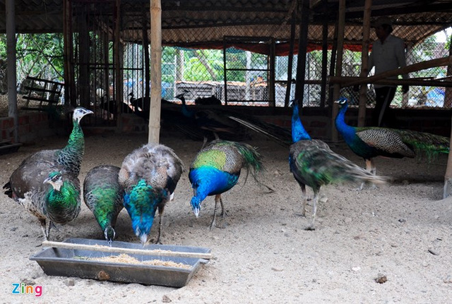 Từ một cặp c&ocirc;ng trống, m&aacute;i giống mua từ Vườn Quốc gia C&uacute;c Phương với gi&aacute; 60 triệu đồng, sau hơn 2 năm ấp nở, gia đ&igrave;nh anh đ&atilde; nh&acirc;n giống th&agrave;nh c&ocirc;ng h&agrave;ng chục cặp chim c&ocirc;ng qu&yacute;. Chủ trang trại trẻ chia sẻ cuộc sống ng&agrave;y c&agrave;ng ph&aacute;t triển nhu cầu người mua chim c&ocirc;ng về nu&ocirc;i chơi kiểng phong thủy rất lớn. Cặp chim c&ocirc;ng trống, m&aacute;i nu&ocirc;i 2,5 năm tuổi c&oacute; thể b&aacute;n với gi&aacute; 20 triệu đồng.